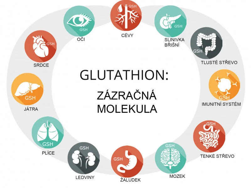 Glutathion_působení_graf Glutathion 1000 mg 60 cps.